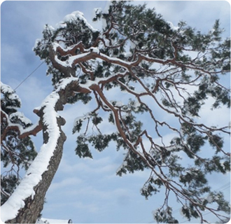 와룡마을 낙락장송