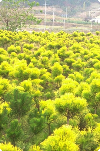 황금소나무