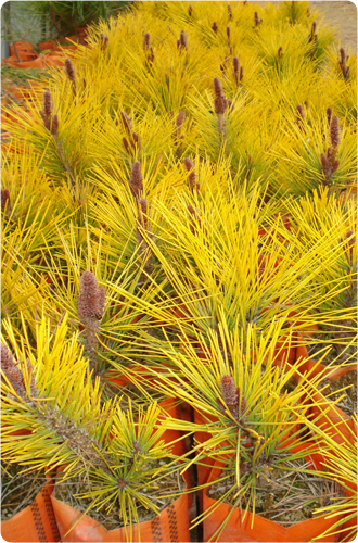 우림 황금1호 묘목