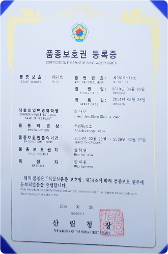 우림 황금1호 묘목