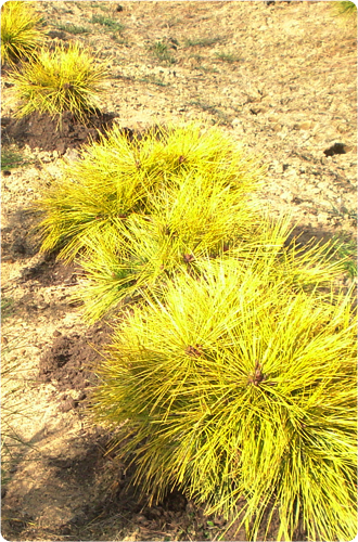 우림 황금2호 묘목