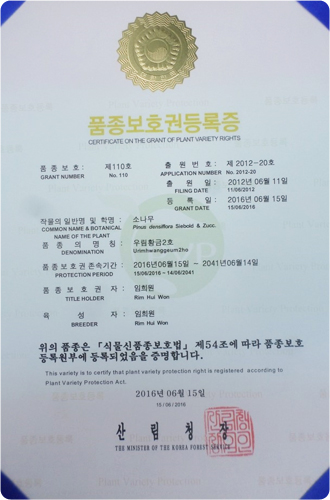 우림 황금2호 묘목