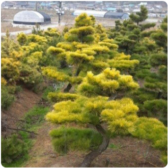 우림농원 황금소나무