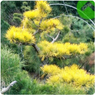 우림농원 황금소나무