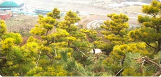 우림농원 황금소나무