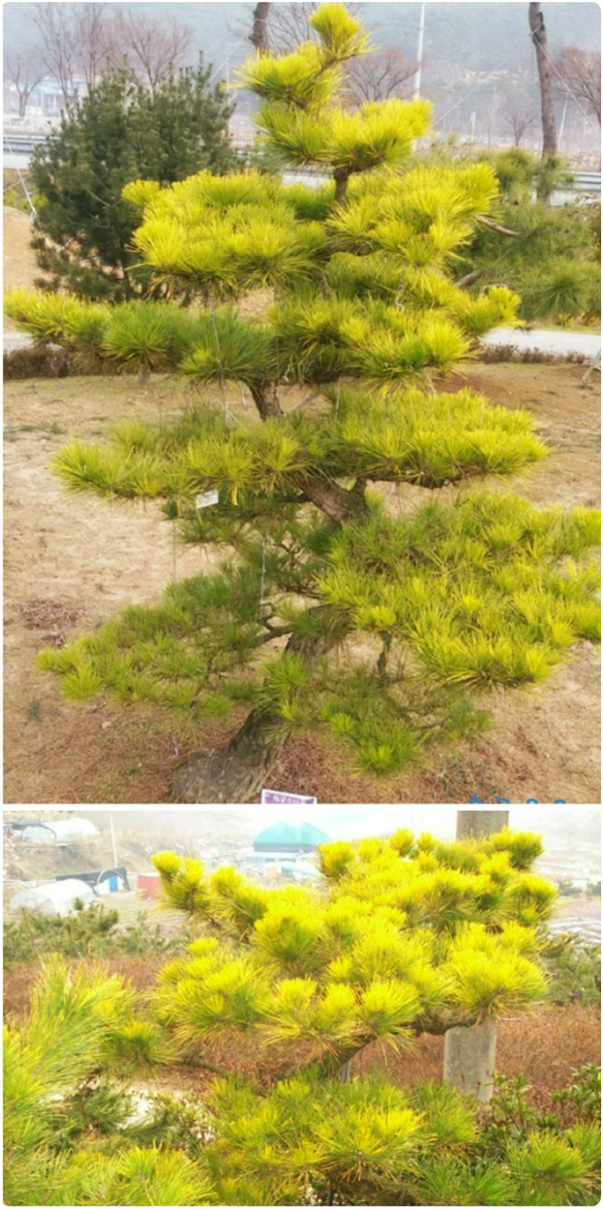 우림농원 황금소나무