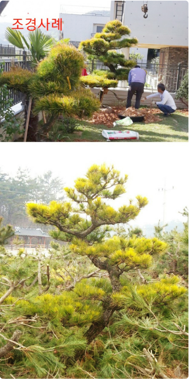 우림농원 황금소나무