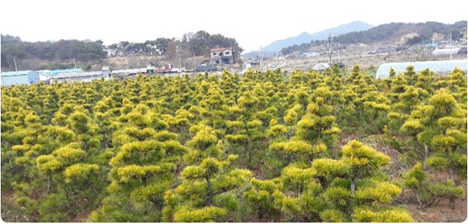 우림농원 황금소나무