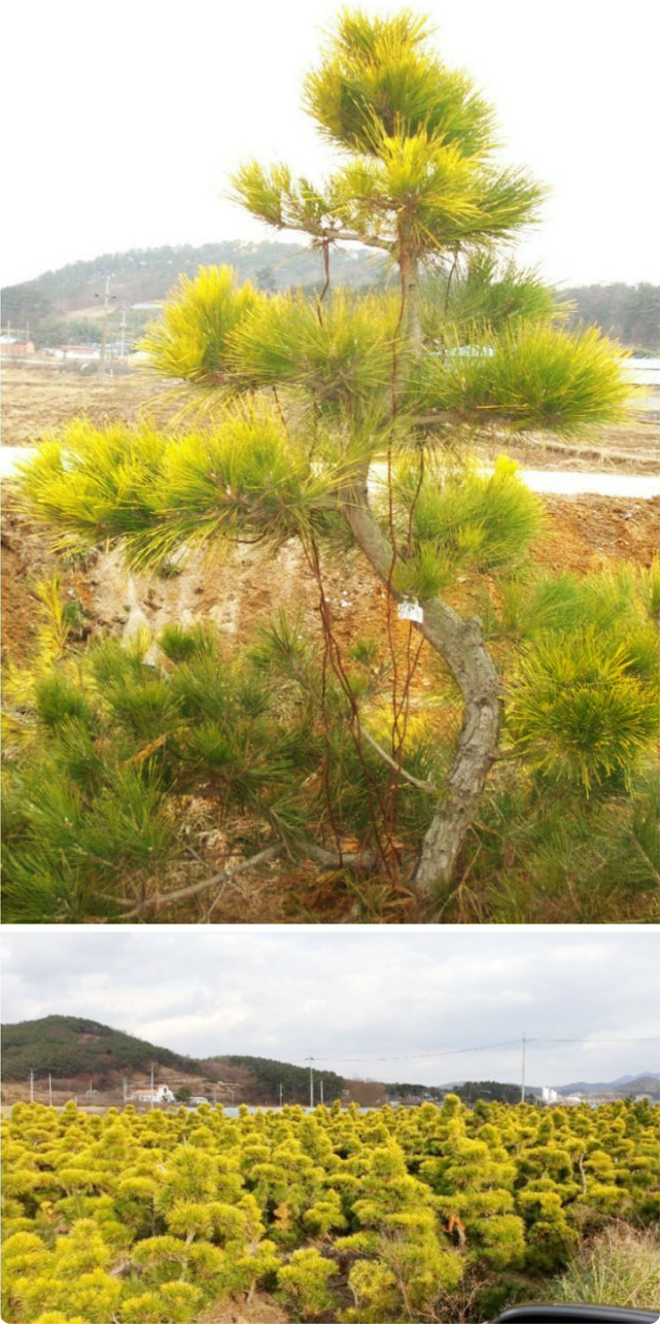 우림농원 황금소나무