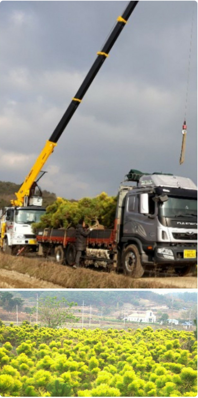 우림농원 황금소나무