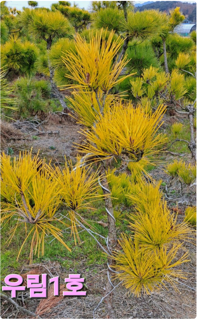 우림농원 황금소나무