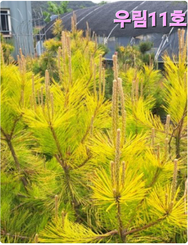 우림농원 황금소나무