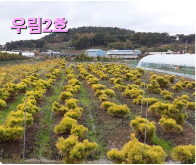 우림농원 황금소나무